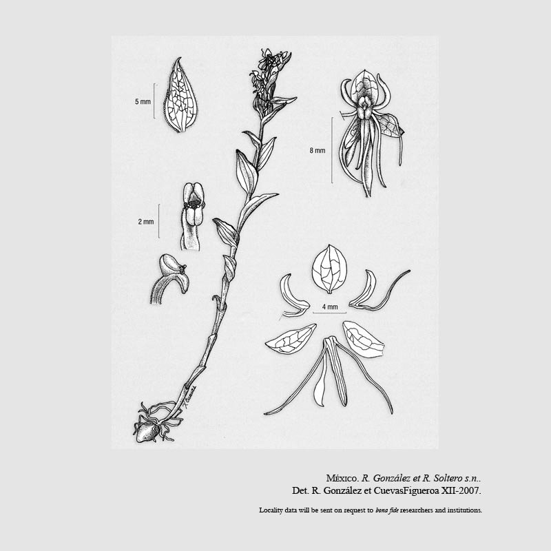 Habenaria tequilana